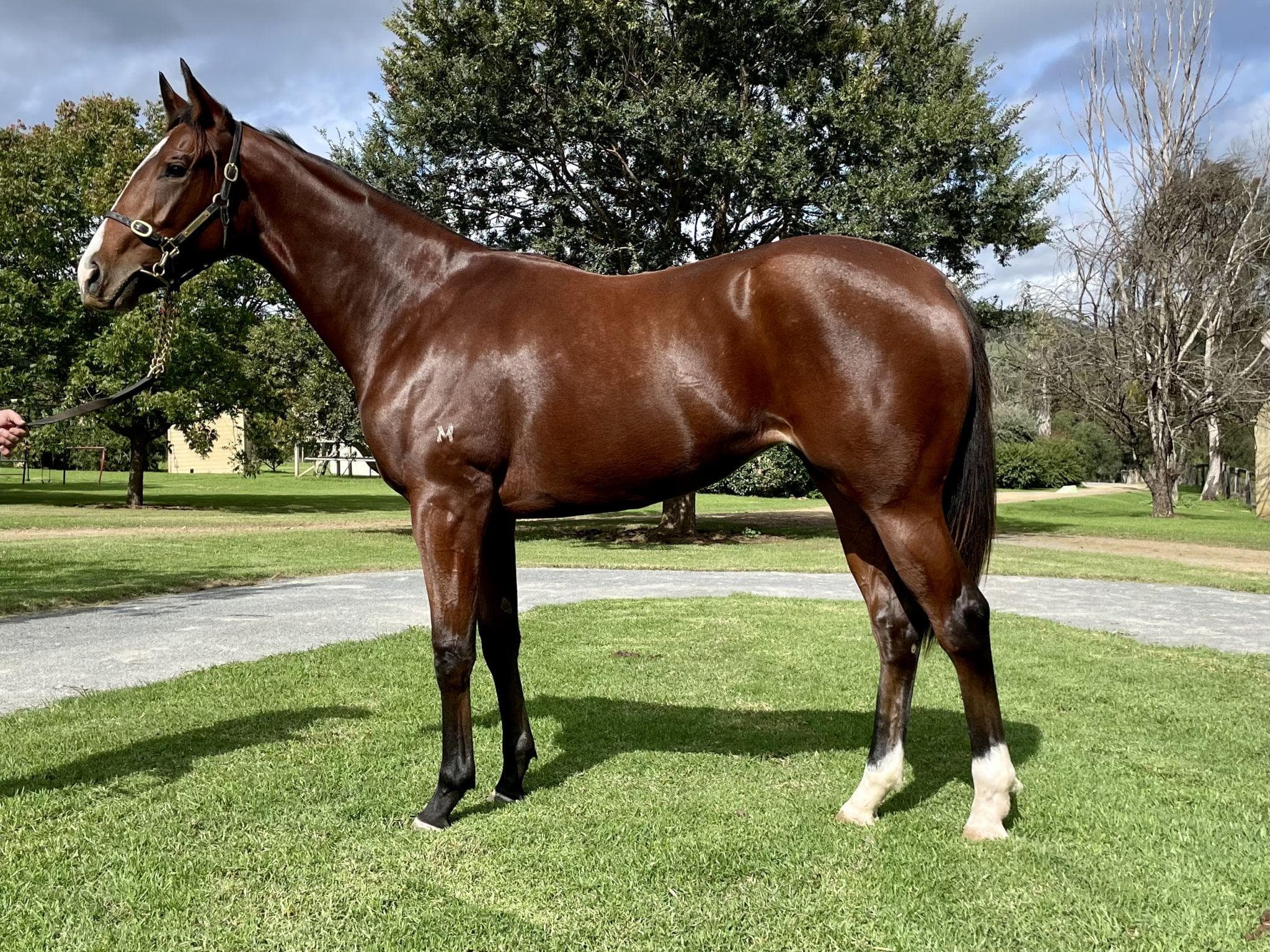 MENARI FILLY - FULLY SOLD