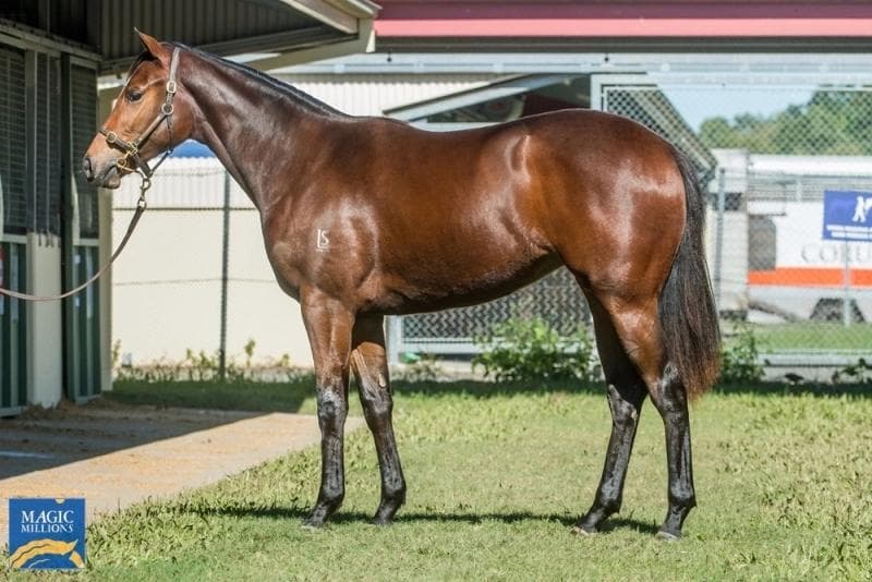 BRAVE SMASH FILLY 2YO - FULLY SOLD