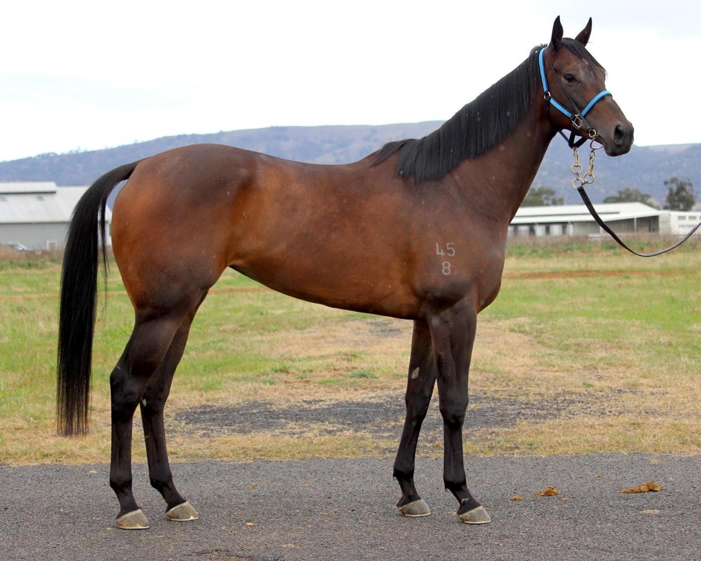 FOURCADE - FULLY SOLD