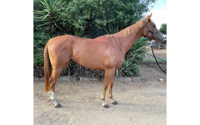 Tried Horse - MASK UP fully sold