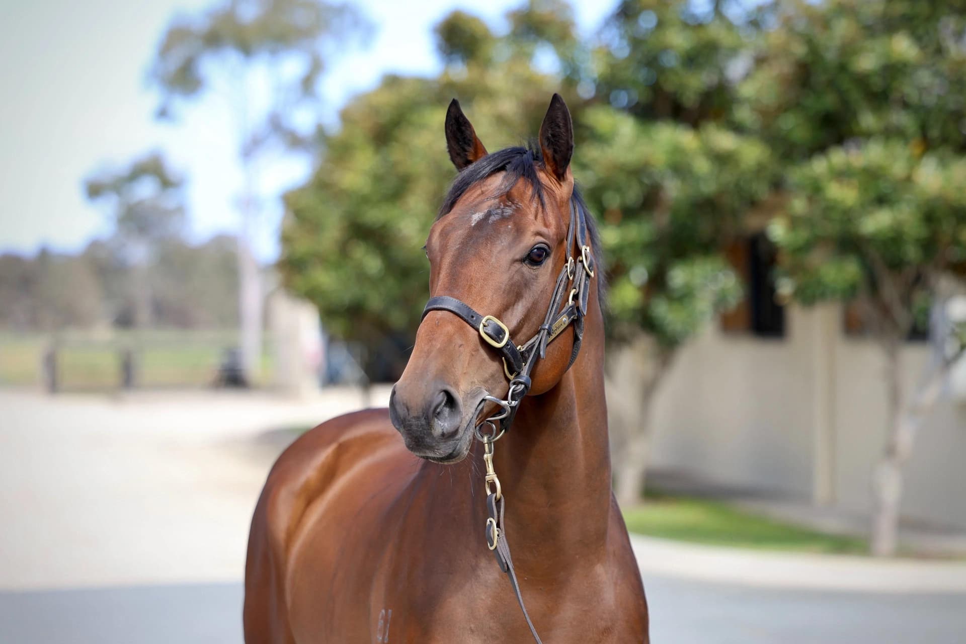 ex Godolphin 4yo Polymer