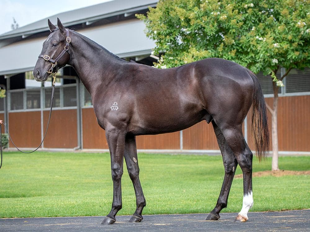 Maurice x Nancy Grace colt