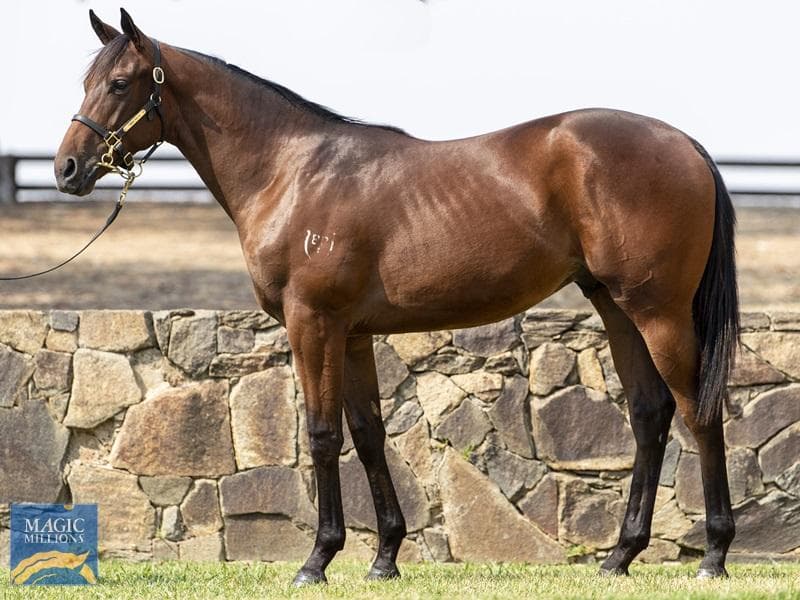 SKY WARRIOR - TRIED HORSE 5% left