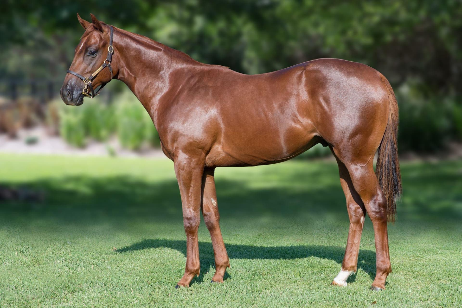 TRIED HORSE - LEOPARDI FULLY SOLD