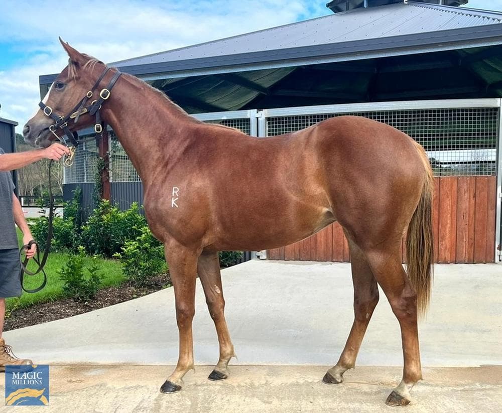 RUBICK FILLY -  FULLY SOLD