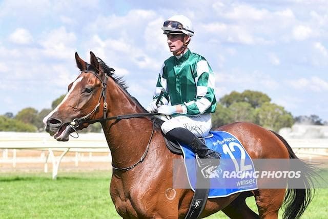 GEEMES - Tried Horse (Just 1 x 2.5% share left)