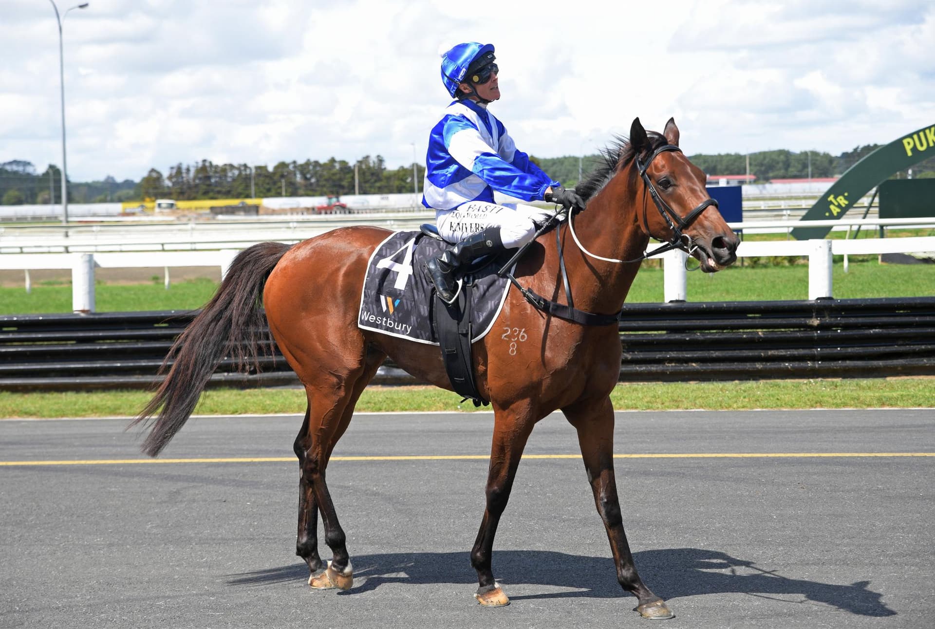 SALONIUS - Tried horse from NZ