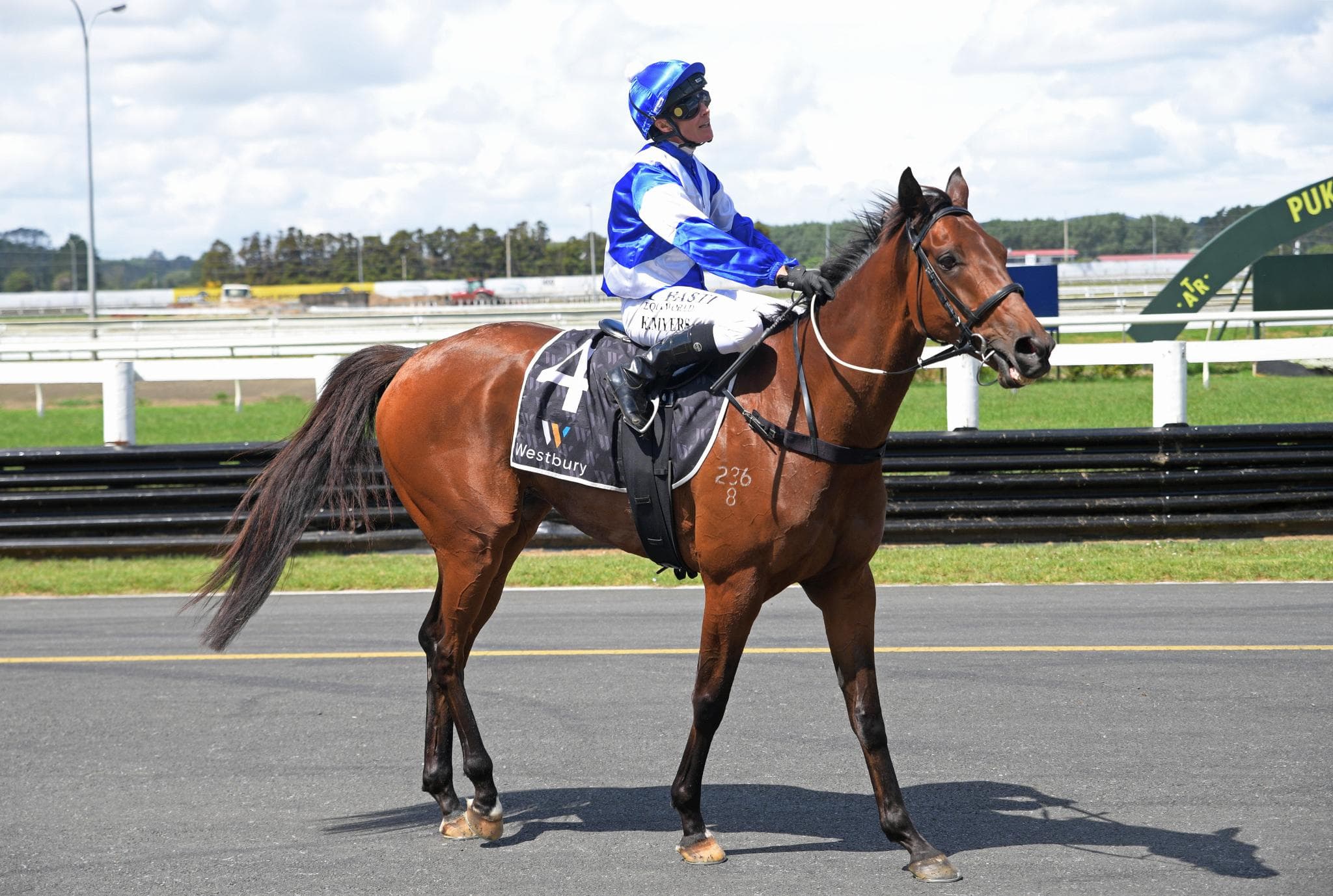 SALONIUS - Tried horse from NZ