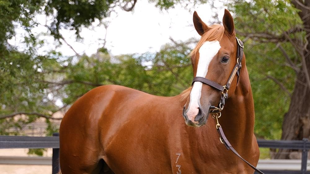 ANDERS x VEE colt (90% sold)