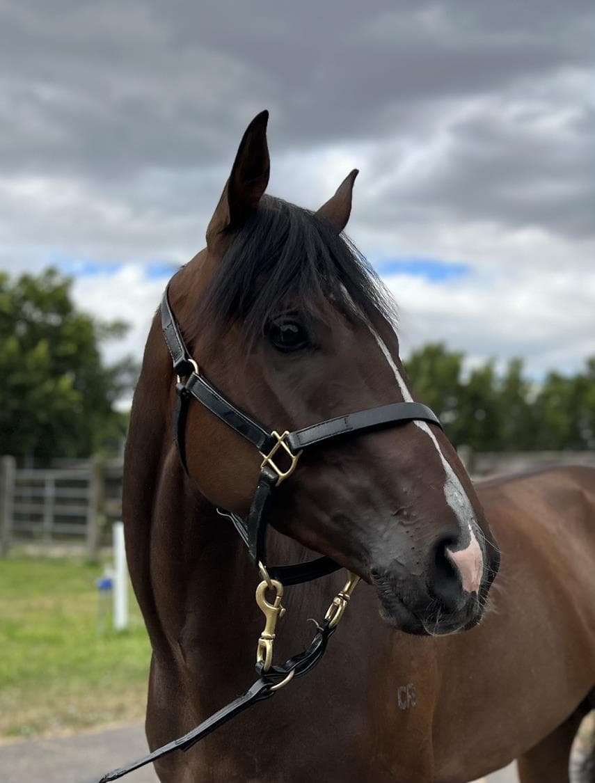 TRIED HORSE - STING JET 5% left