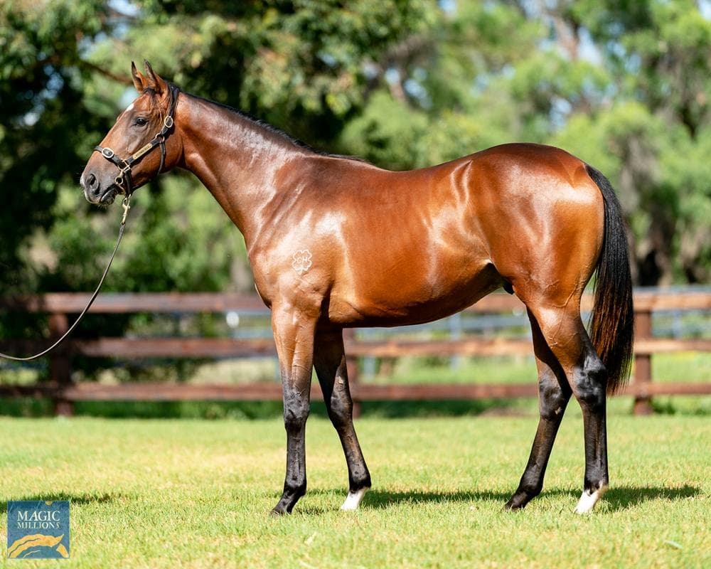 TRIED HORSE - 3yo HOLD MY DRINK