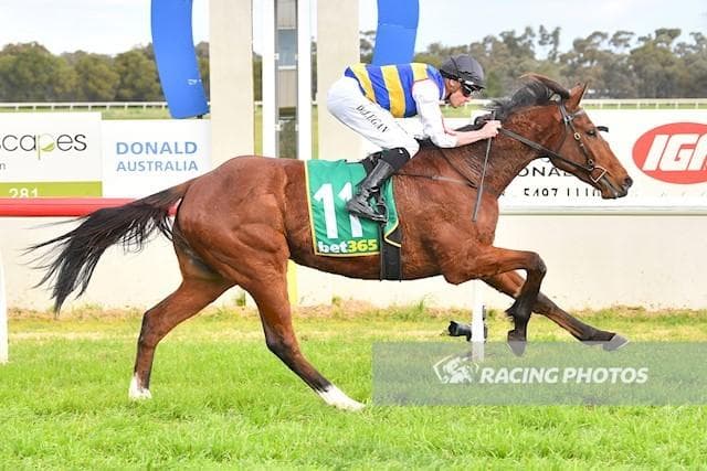 TRIED HORSE - GIFTED GAMER last 5% available