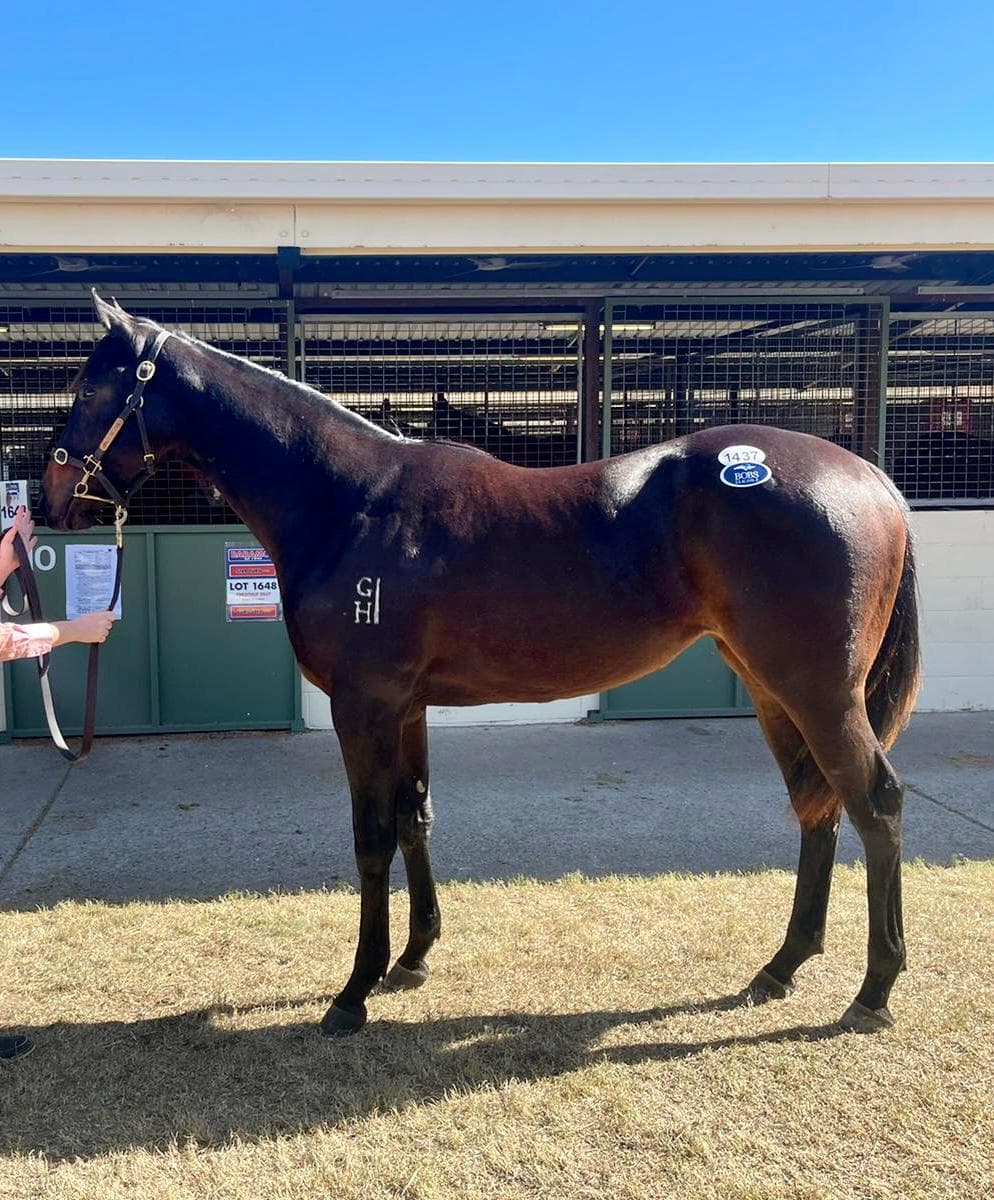 PRESS STATEMENT FILLY - FULLY SOLD