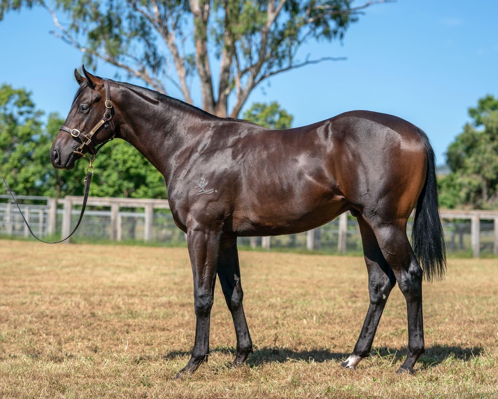 Tried Horse - THE IMPACT 5% left