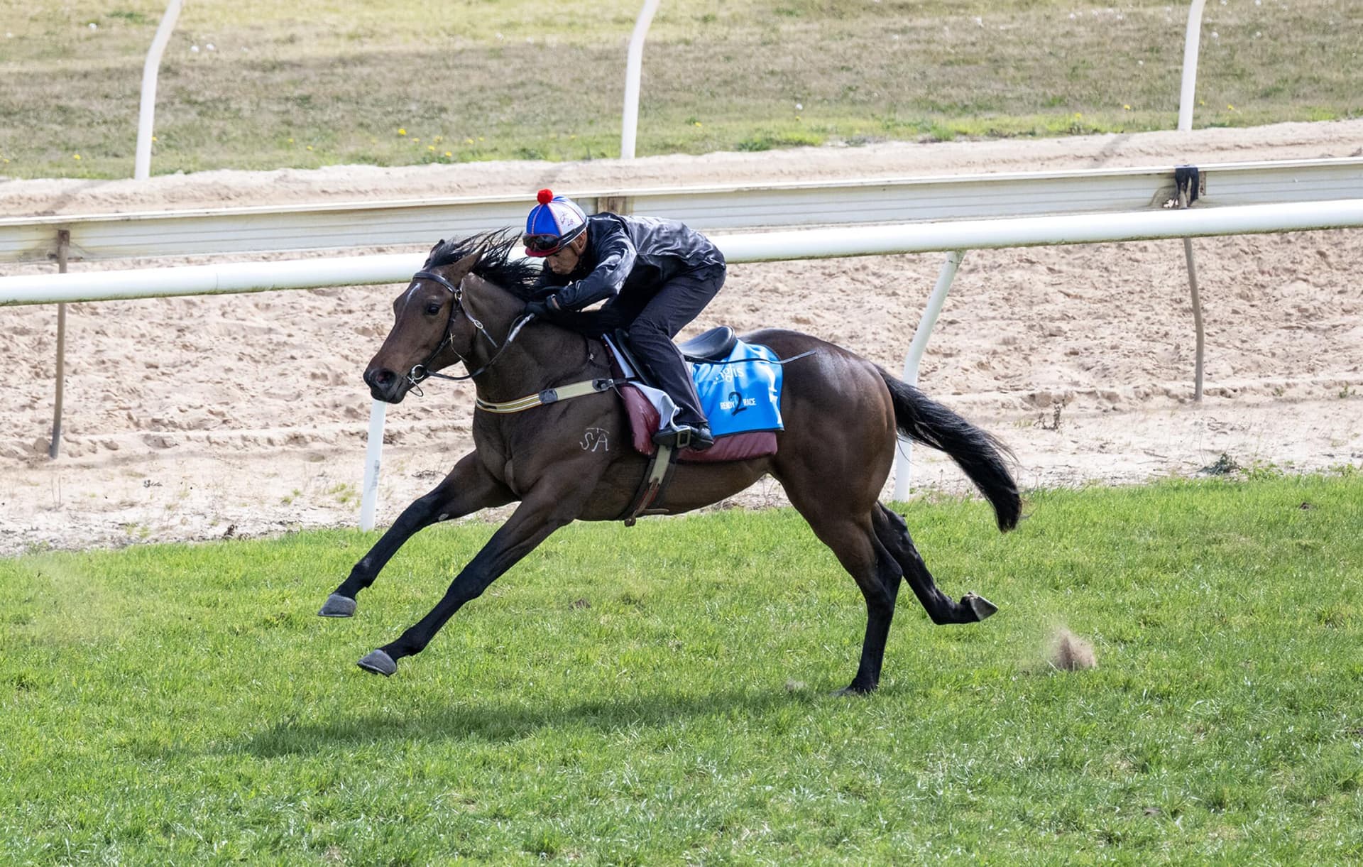 An affordable colt by one of the hottest sires, INVADER