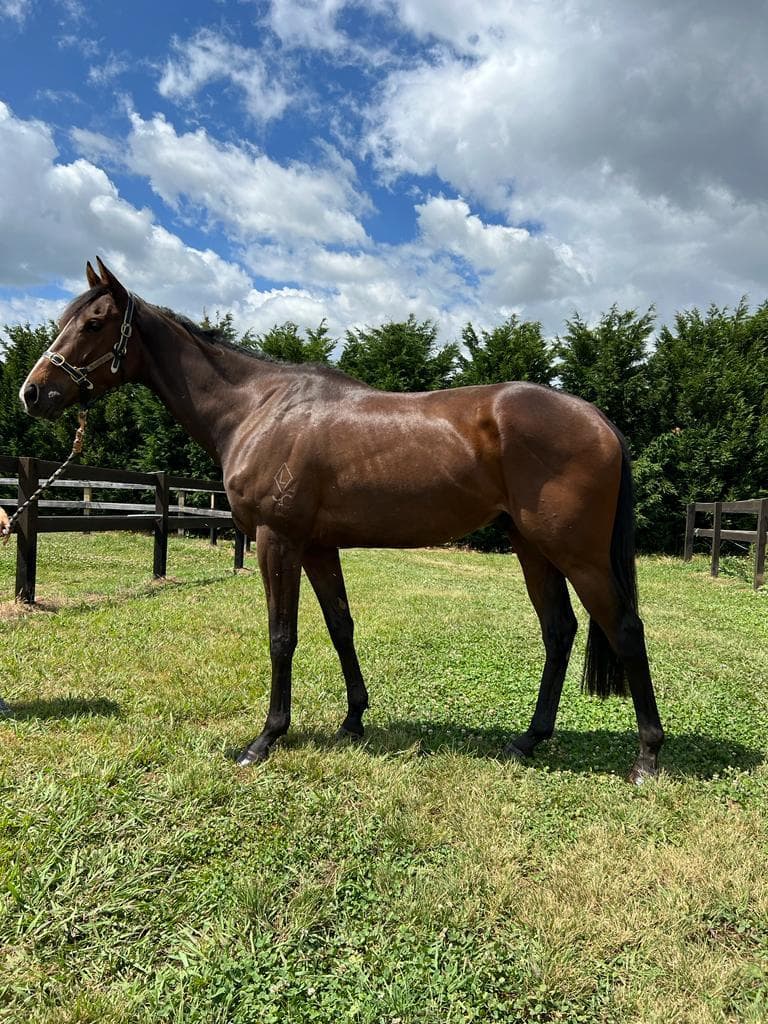 TRIED HORSE - FELIX PEREON FULLY SOLD