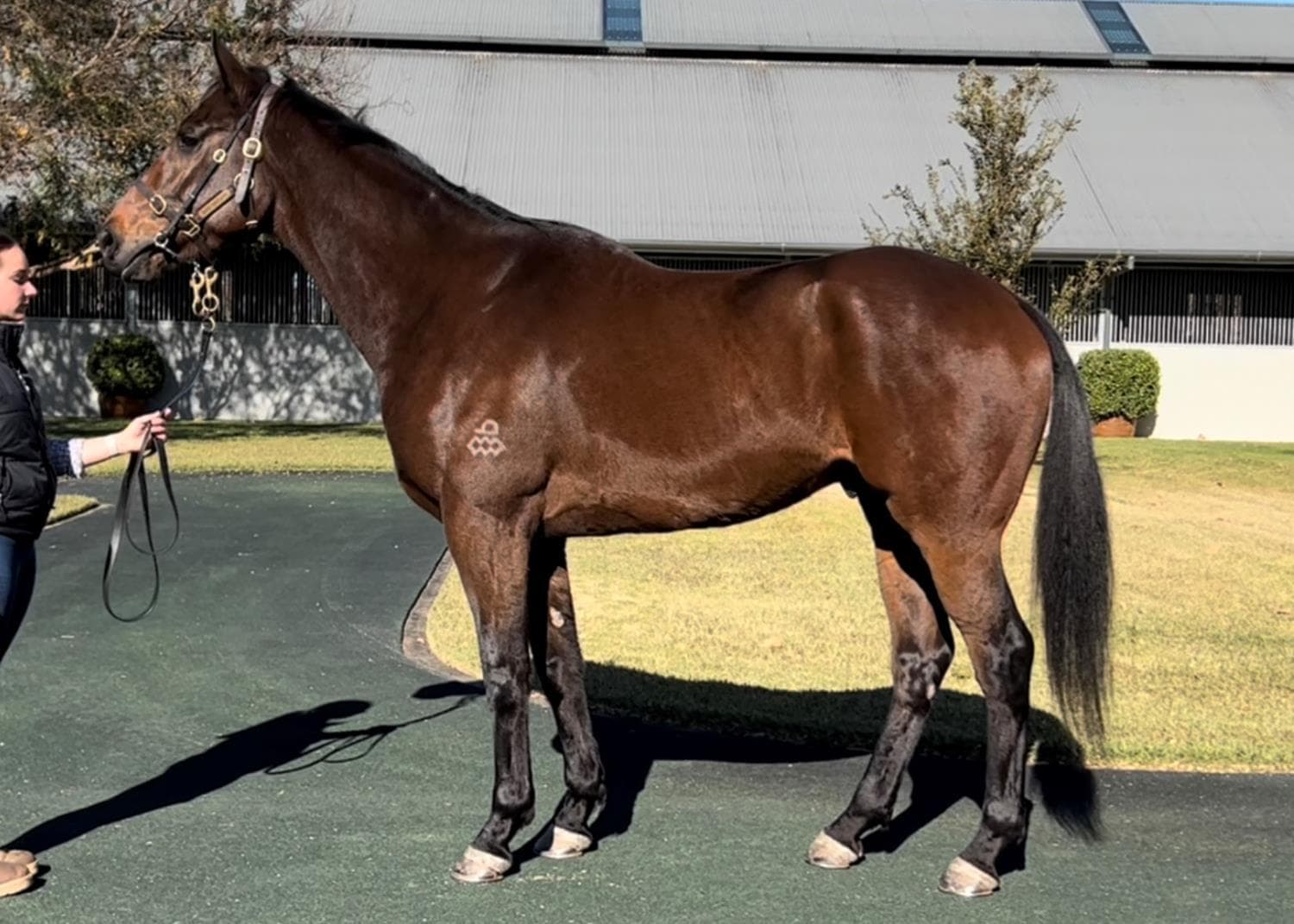 STILL IN FASHION - TRIED HORSE, FULLY RESERVED