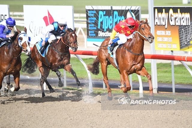 TRIED HORSE - ZEQUEL, HEADED TO KEMBLA GRANGE STABLE