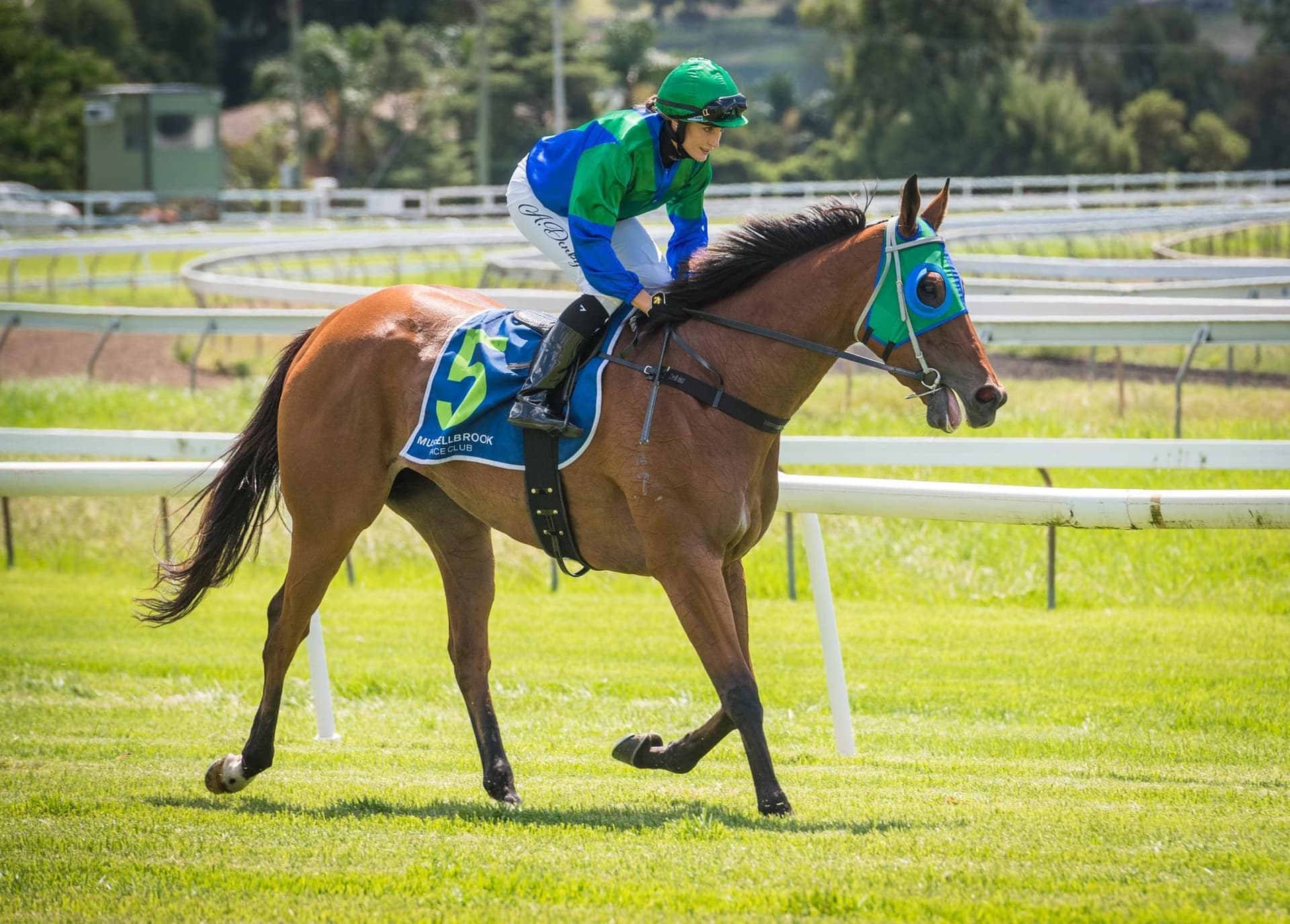 CIAO UNO - TRIED HORSE