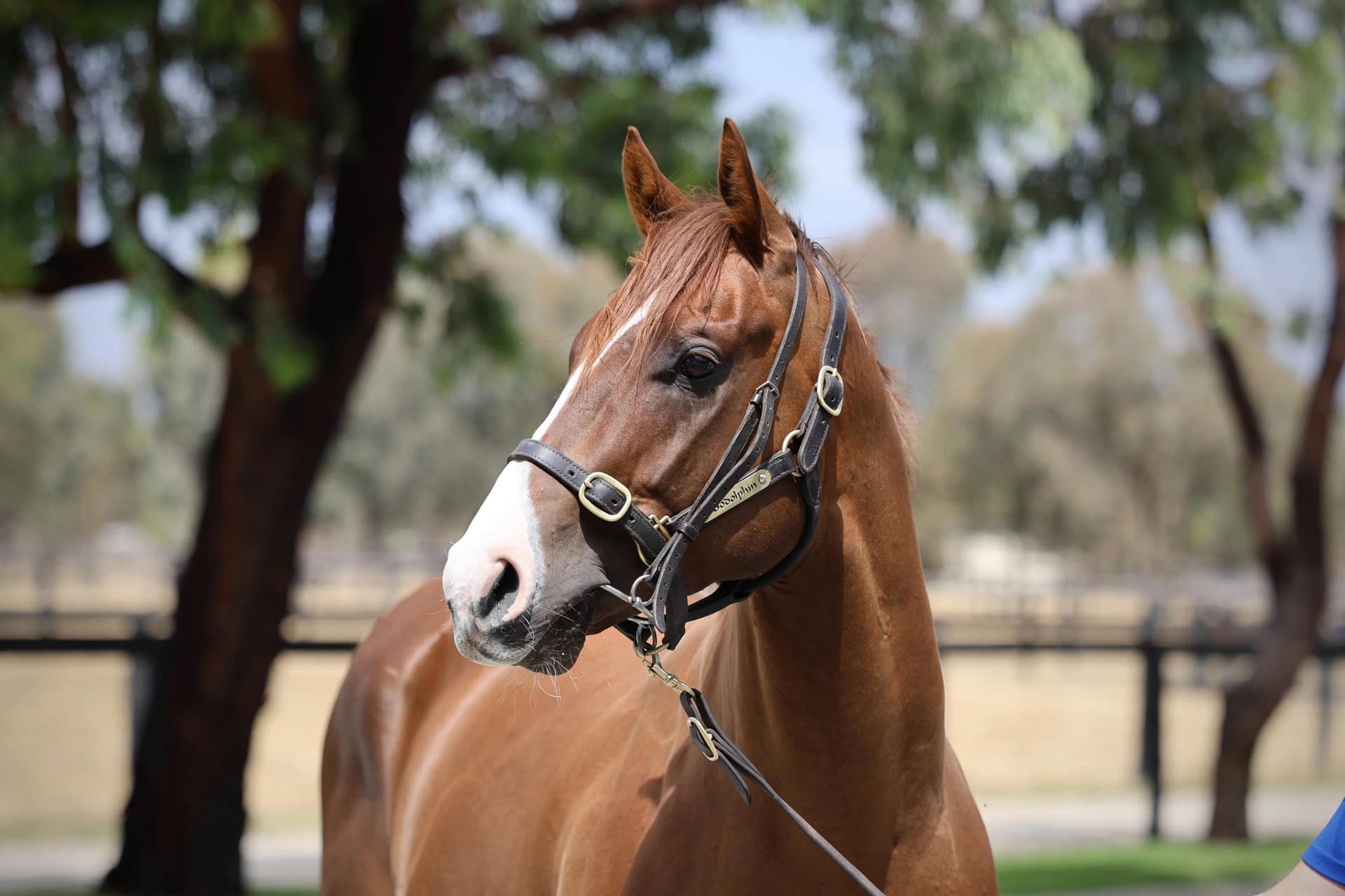 Ex-Godolphin - Dubai Adventure