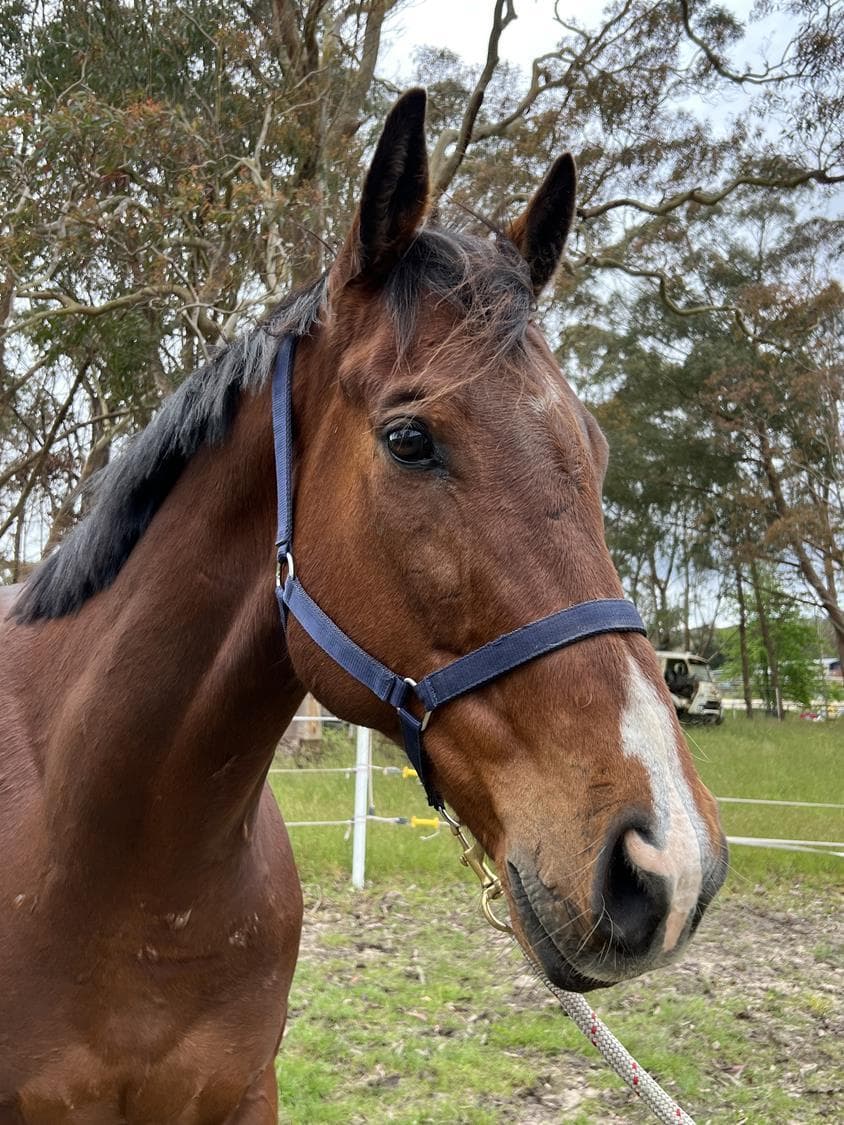 RED DIAMOND - FULLY SOLD