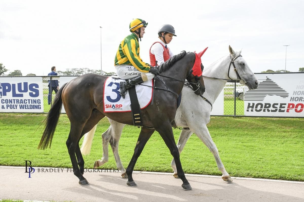 90% already sold! 4yo Tried Horse, NAVY BUOY