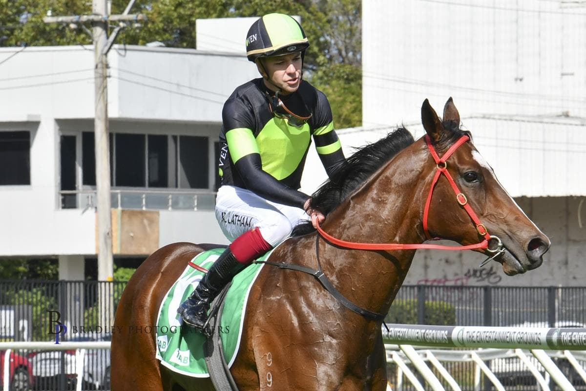 TRIED HORSE - MOUNT WARNING