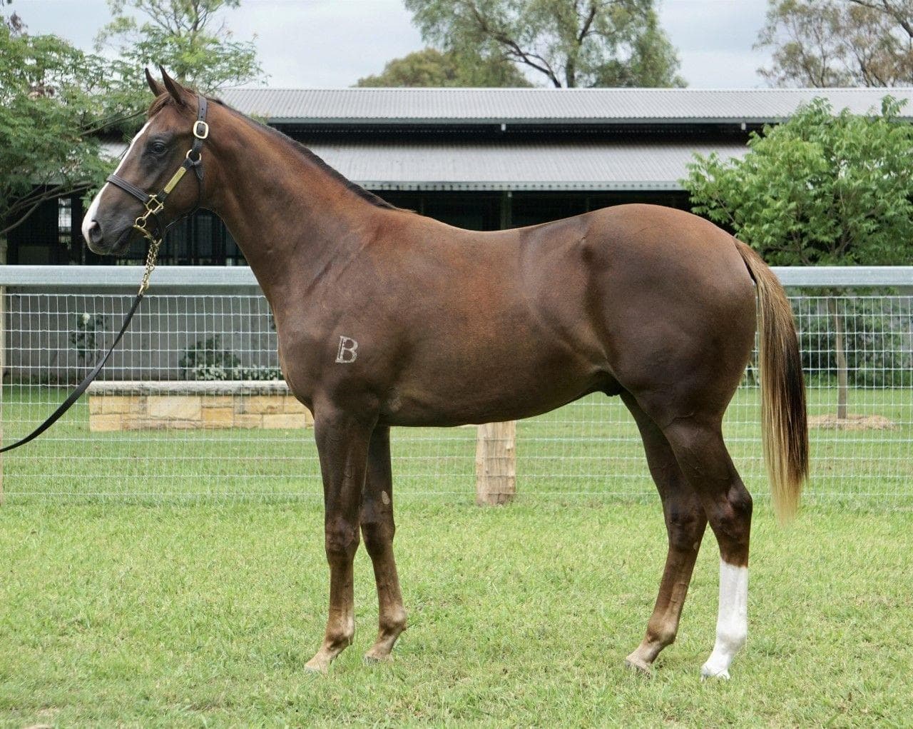 SHOWTIME COLT - FULLY SOLD