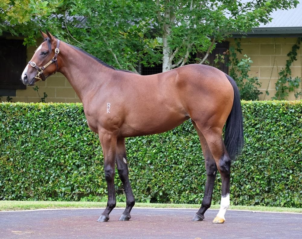 COOL AZA BEEL filly - 1 x 5% share remaining