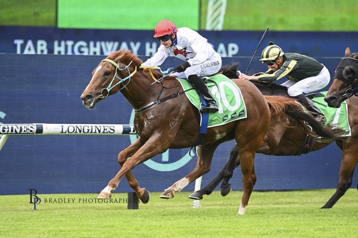 Wilbury - TAB Highway success